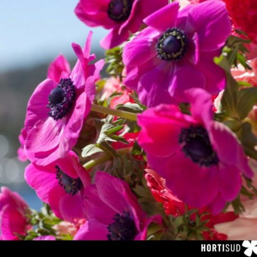 Fleurs de saison | Collectif de la Fleur Française